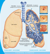 Schéma de poumon