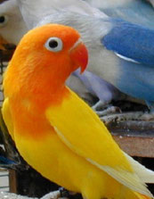 DEC (Dark Eye Clear)   Agapornis fischeri (Pfirsichköpfchen) 