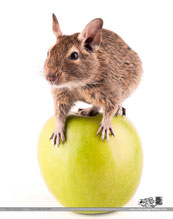 degu kaufen dehner, degu kaufen qualipet, degu kaufen tutti, degu kaufen zoohandlung, octodon degus, strauchratte, wieviel kosten degus, degu preis, degu haltung,