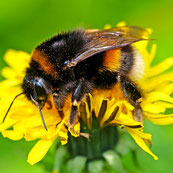 Entomologie