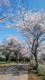 八街市　用草の桜