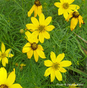 Coreopsis verticillata grandiflora, golden showers