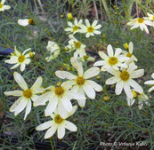 coreopsis verticillata moonbeam