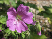 Text GERANIE / Geranium