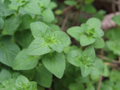 Text Oregano 