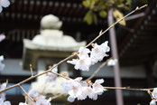 　　　　　さくら　　４月