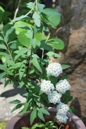 　　　　　③　　　５月