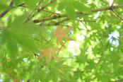 　　もみじ　　７月