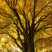 Natur