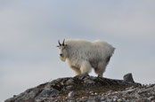 chevre des montagnes rocheuses