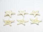 コブヒトデ  世界の貝殻 自然素材　卸売通販 サンゴ サンゴ砂　シェルパーツ ヒトデ ウニ殻 ビーチグラス カピス貝 格安 ecocraft 岐阜 工作 ハンドメイド アクセサリー フラワーアレンジメント 小さい 白い キラキラ かわいい ウェディング・席札 お皿 ディスプレイ　丸い 