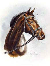 Pferd Pferdeportrait in Aquarell malen lassen nach Foto. Pferdebild Pferdezeichnung