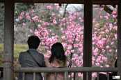 「ふたりの桜」前川　陽子