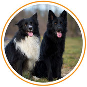 Lucky Soul: Zwei schwarze Hunde