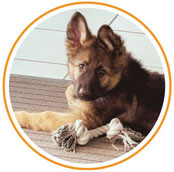 Lucky Soul: schwarze Hunde
