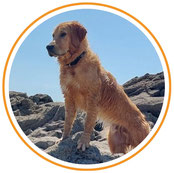 Lucky Soul: Hund Golden Retriever