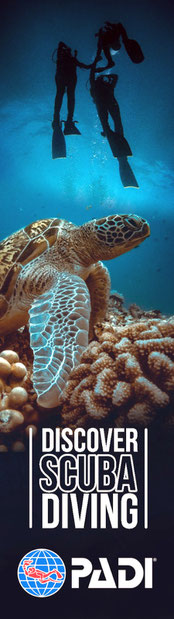 Image d'une tortue pour les cours PADI à Nusa Penida