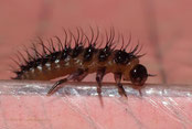 photo scarabée endemique Iphiclus guadeloupensis larve