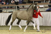 Rappfalbe/Grullo (Valido's Grey Star G)