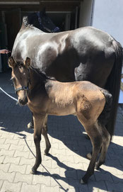 Buckskin (Fohlenglücks Quintana)