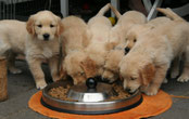 Portée chiots golden retriever