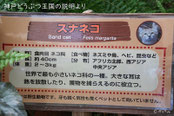 スナネコの説明（神戸どうぶつ王国）