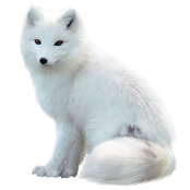 Image animaux detourée transparent sur fond blanc renard arctic fox isatis png