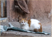 Strassenkatze in Marrakesch