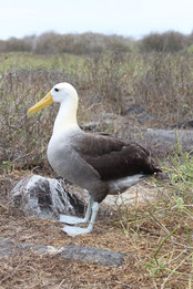 Galápagos Kreuzfahrten bieten das beste Tiererelebnis