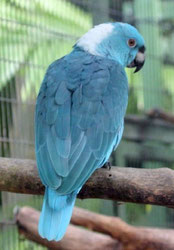 Blau   Amazona ochrocephala auropalliata (Gelbnackenamazone) 