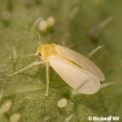 Mosca blanca adulta y huevos