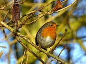Foto: A. Röhm Rotkehlchen am Aueweiher