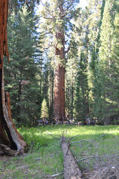 mammutbäume in Californien