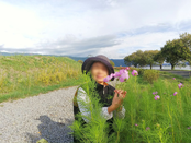 秋はやはり秋桜（コスモス）　