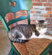 Julian ist im Gut Aiderbichl Katzenland bei der Ballermann Ranch von Annette u. Andre Engelhardt glücklich