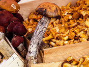 presentation de champignons dans une cagette de bois pour vous présenter la foire aux champignons organisée par le village saint bonnet le froid par le gite de la gorre à louer en ardéche