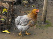 Mutacion Azul "Bl/bl" en gallina. Foto criadero aves Longavi.