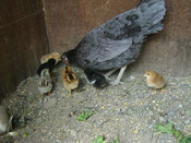 Mutacion Azul, "Bl/bl" diluye eumelanina transformando el negro en azul.  Gallo y gallina son iguales azul solido., Foto criador Enrique Olave (Aves Achaualche)