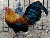 Gallo Abedul "ER", Tambien conocido como negro restringido, restringido al pecho, vientre, cola y punta del ala. Foto de la web.