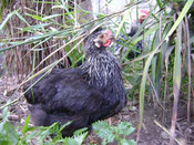 Mutación Silver "S-" Gallina Abedul Plata. Foto Enrique Olave (Aves Achawualche)