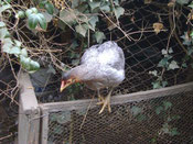 Mutacion Lavanda o gris perla "lav" mutación recesiva. Gallo y gallina son iguales. foro Enrique Olave (Aves Achawualche).