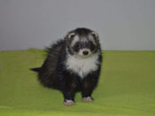 DARK HARLEKIN von Josie
