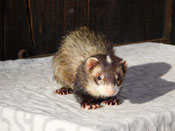 BADGER von Mandy