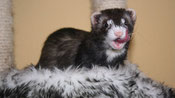 MILKMOUTH von Melle 