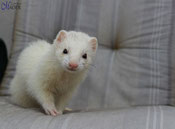 DARK EYE WHITE (DEW) von Larissa