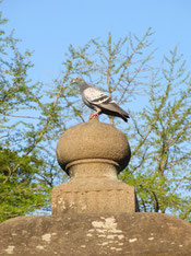 石灯籠ひとりじめ鳩ぽっぽA