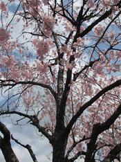 卯月の青空に桜満開*