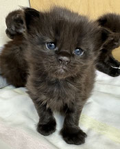 Maine Coon Kitten 3 Wochen