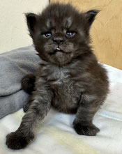 Maine Coon Kitten 3 Wochen