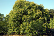 Kastanienbaum/Castagne